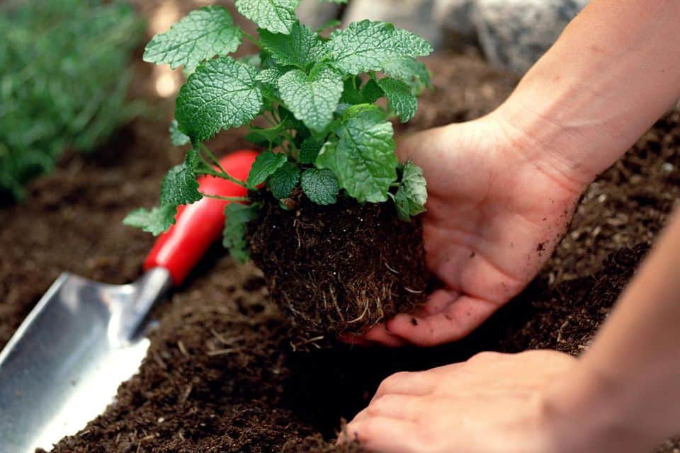 humic acid for soil