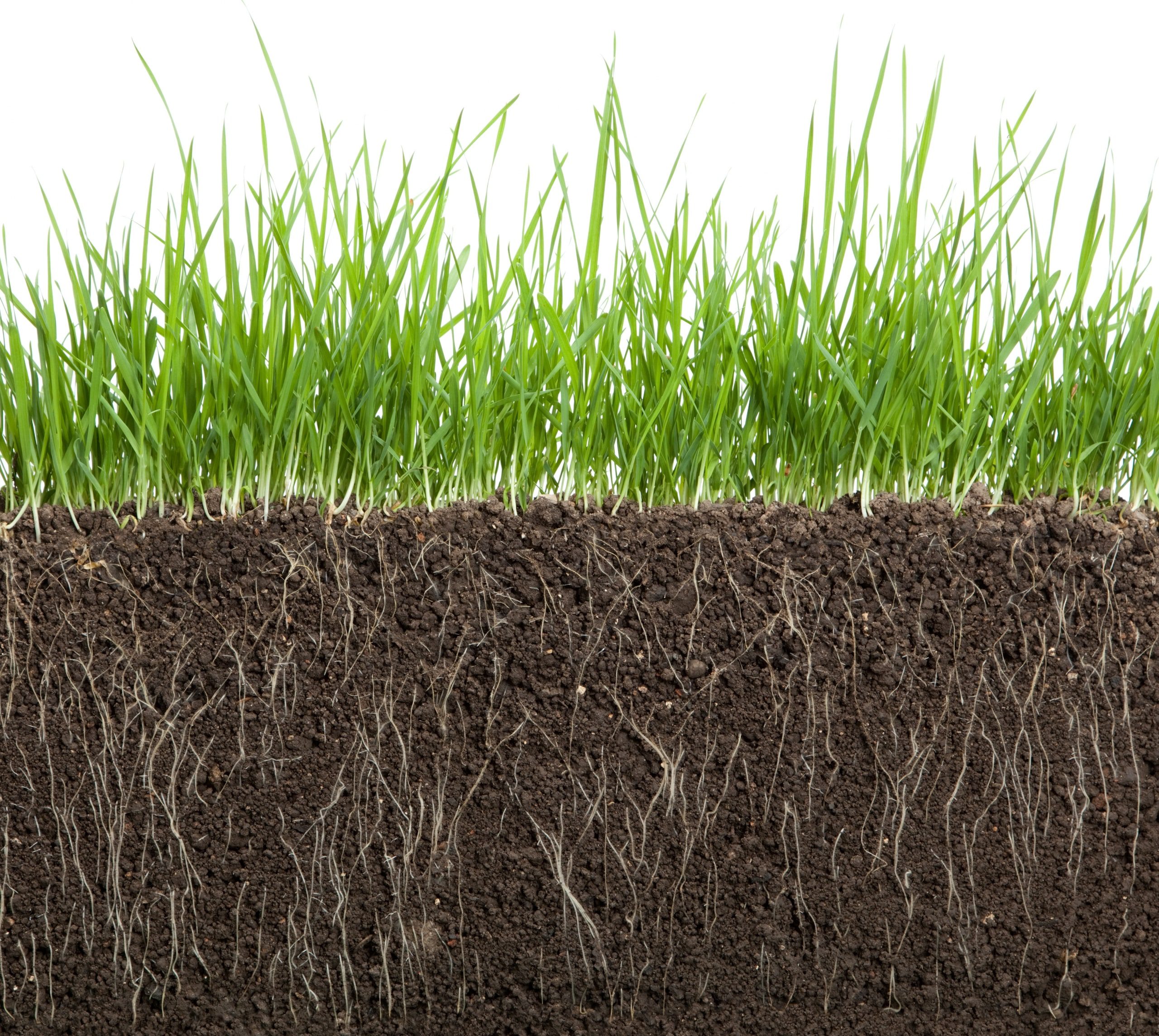 Effect of humic acid on soil formation and fertility.